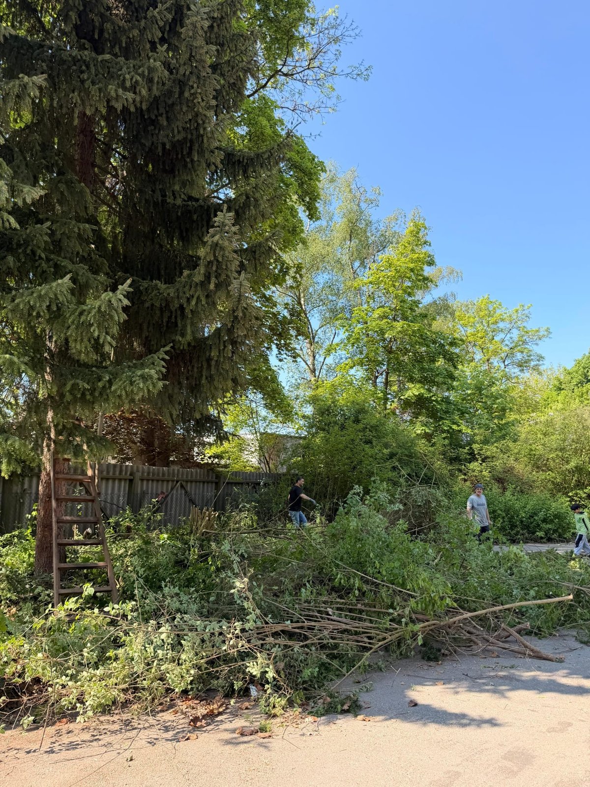 Gartenbereich mit Baumstämmen und geschnittenen Ästen nach der Gartenpflege — M☆K König Hausmeisterservice Augsburg