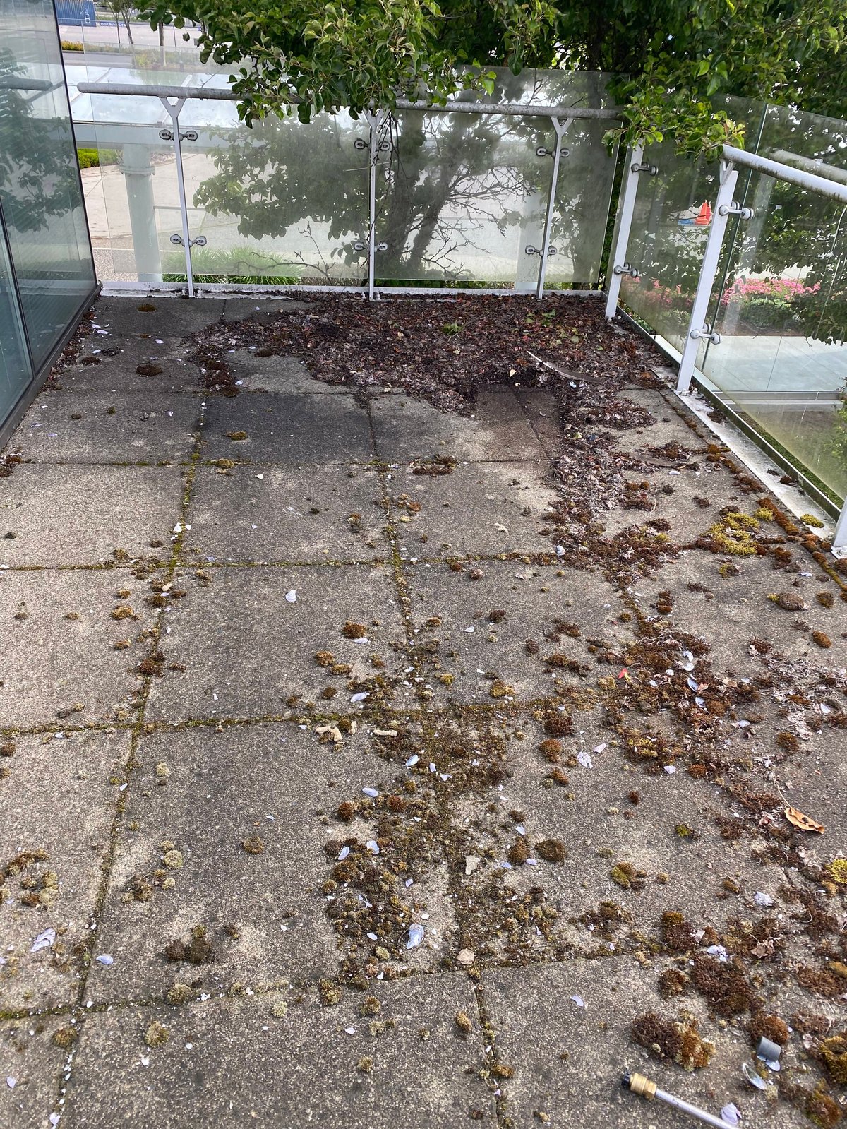 Glass-enclosed patio or greenhouse with concrete floor covered in fallen leaves and debris, surrounded by green foliage outside
