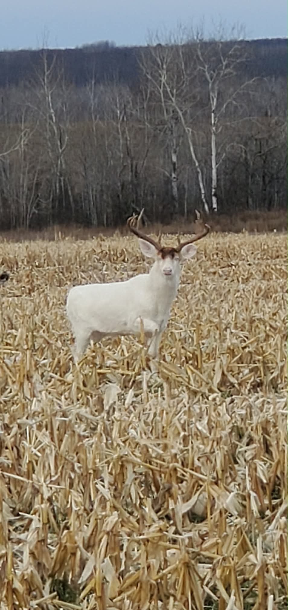 White deer with antlers standing in harvested cornfield with bare trees and hills in background