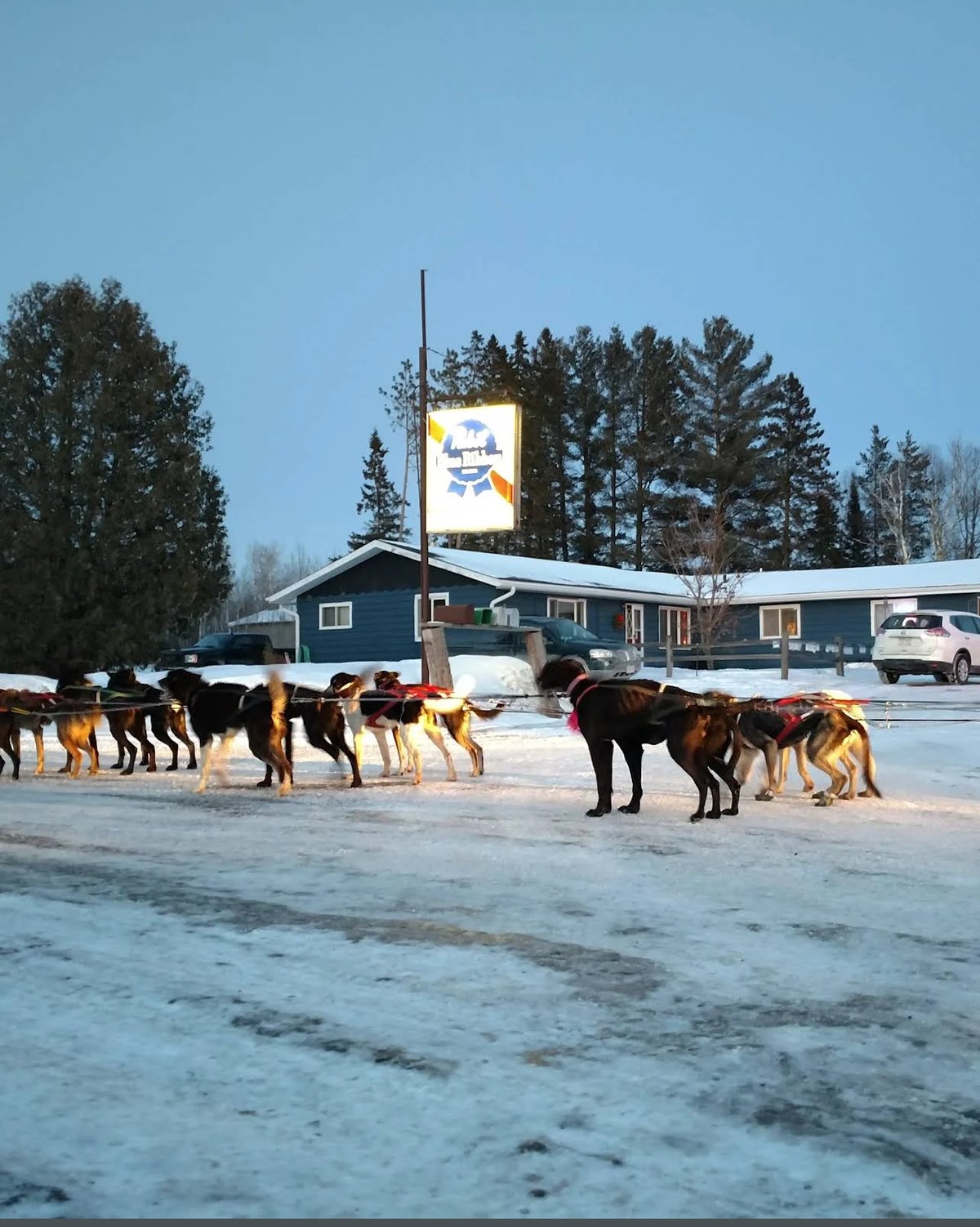 Sled dogs resting on snowy ground in front of a blue lodge building with pine trees and signage in background
