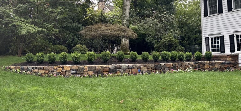 Stone fence with hedges along a manicured lawn beside a white colonial-style house with trees in background
