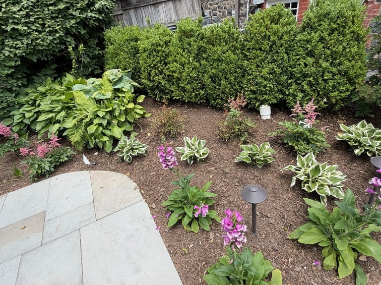 Garden landscape with purple flowers, green shrubs, stone patio, and mulched beds bordered by hedges and wooden fence