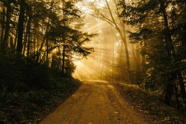 Sunlit forest road with golden rays breaking through dense evergreen trees on both sides