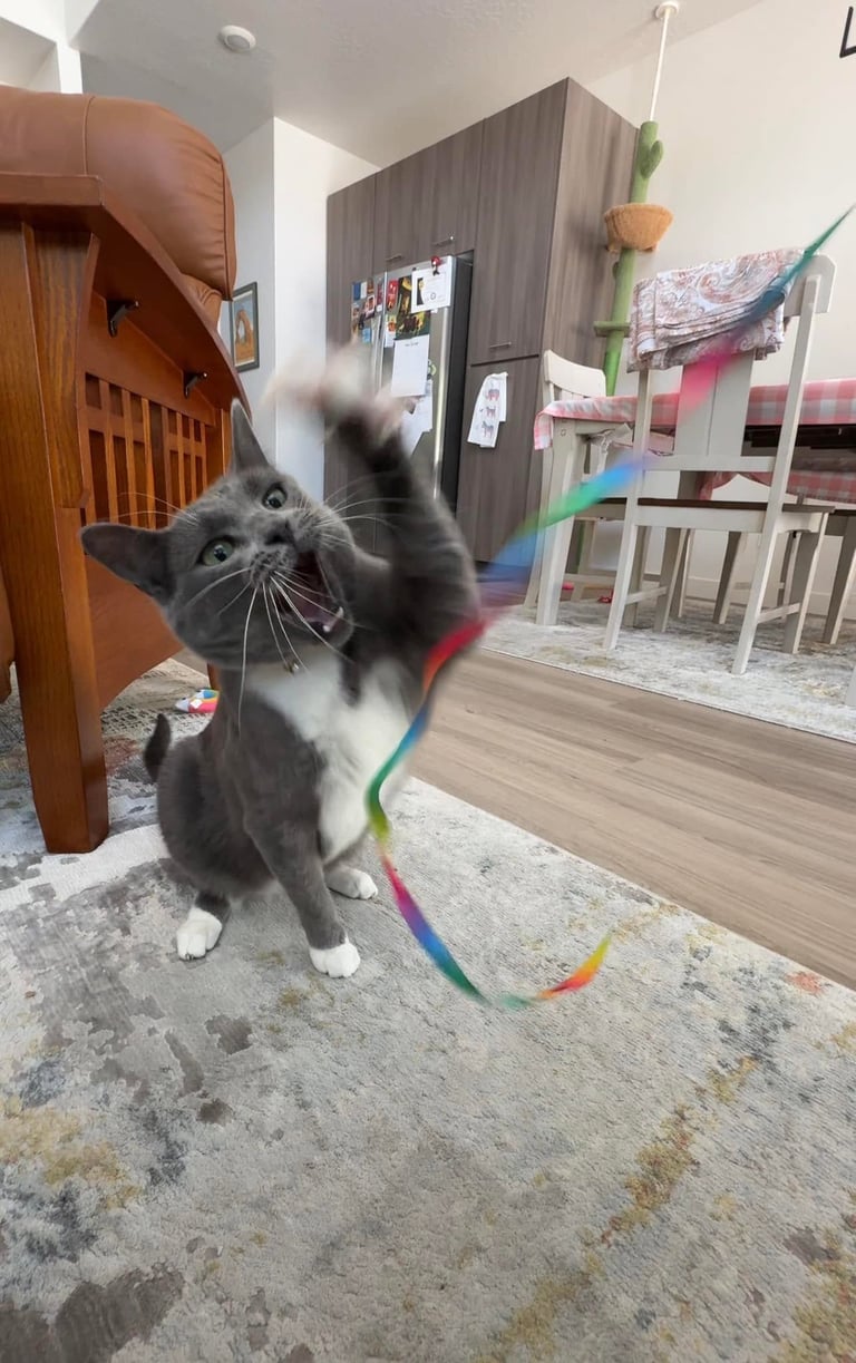 Cat playing during professional cat sitting visit in Salt Lake City