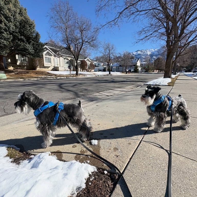 Two dogs on leash during neighborhood dog walk in the Salt Lake Valley