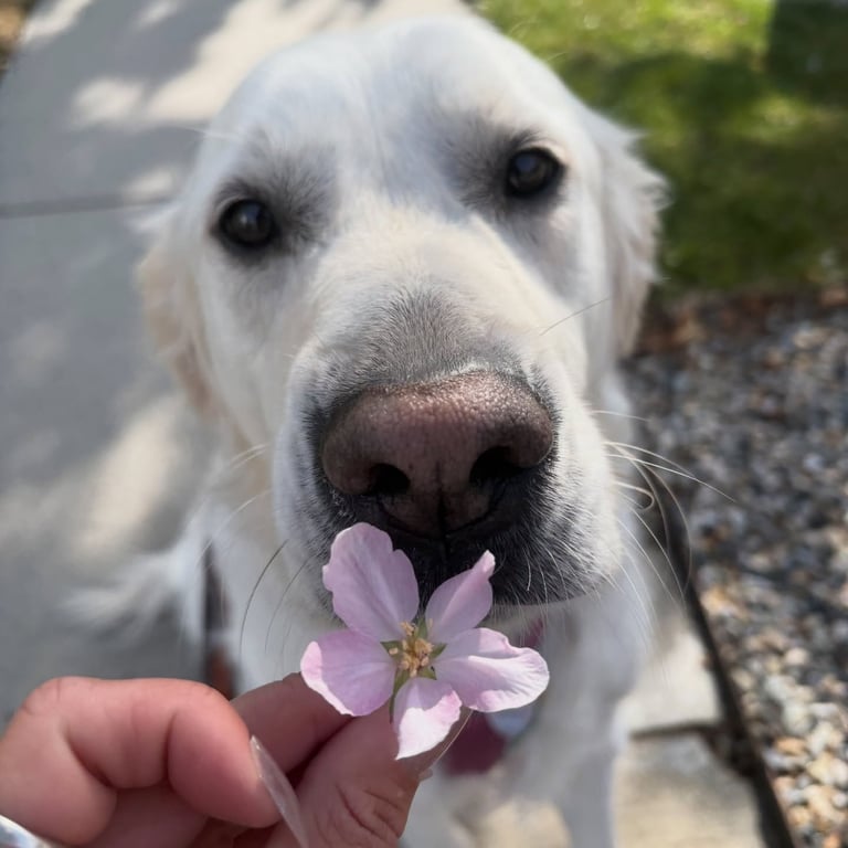 Happy dog smelling a flower during a Walks With Love pet care visit