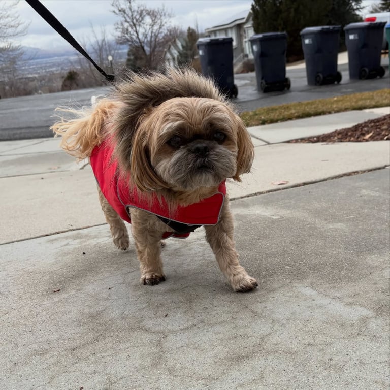 Small dog wearing a red jacket during a winter dog walk in Sandy Utah