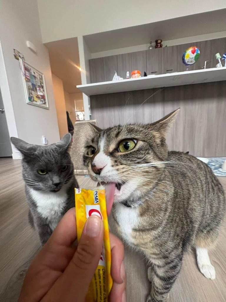 Two tabby and white cats during in-home cat sitting visit in Salt Lake Valley