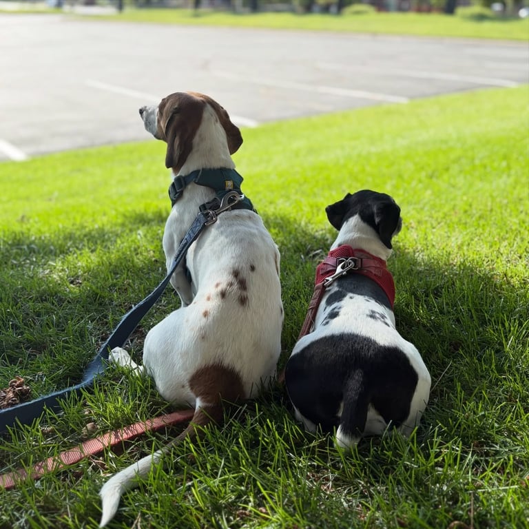 Two dogs resting in grass during Walks With Love dog walking visit