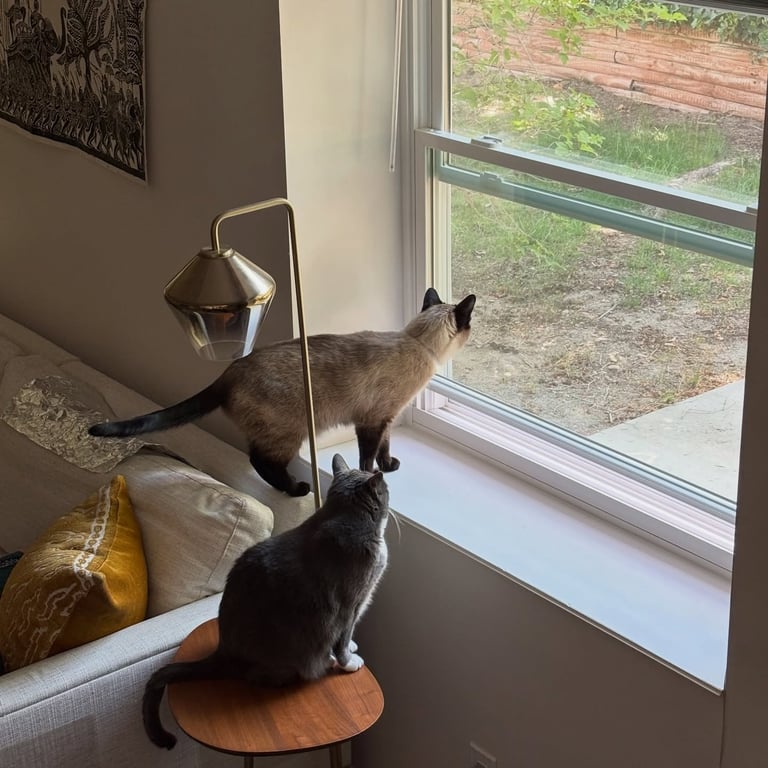 Two cats enjoying in-home cat sitting care in Sandy Utah