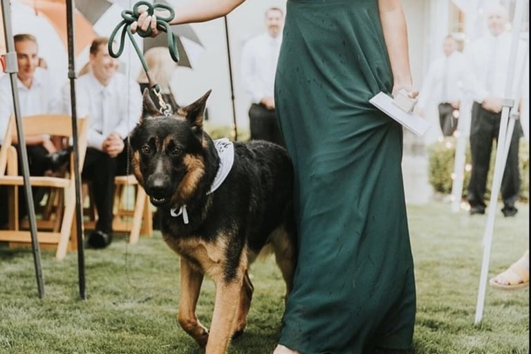 Black and tan dog being judged at outdoor dog show with handler in green attire
