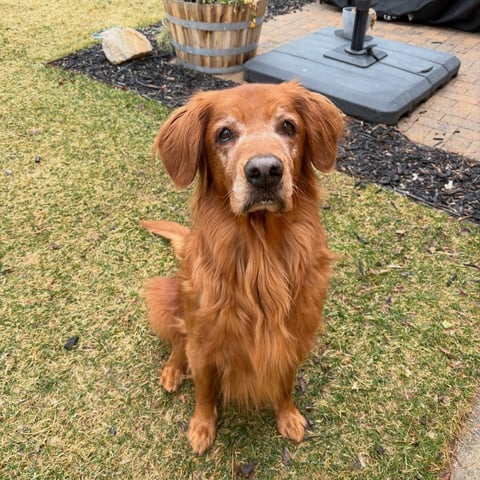 Golden retriever during professional pet care visit in Sandy Utah