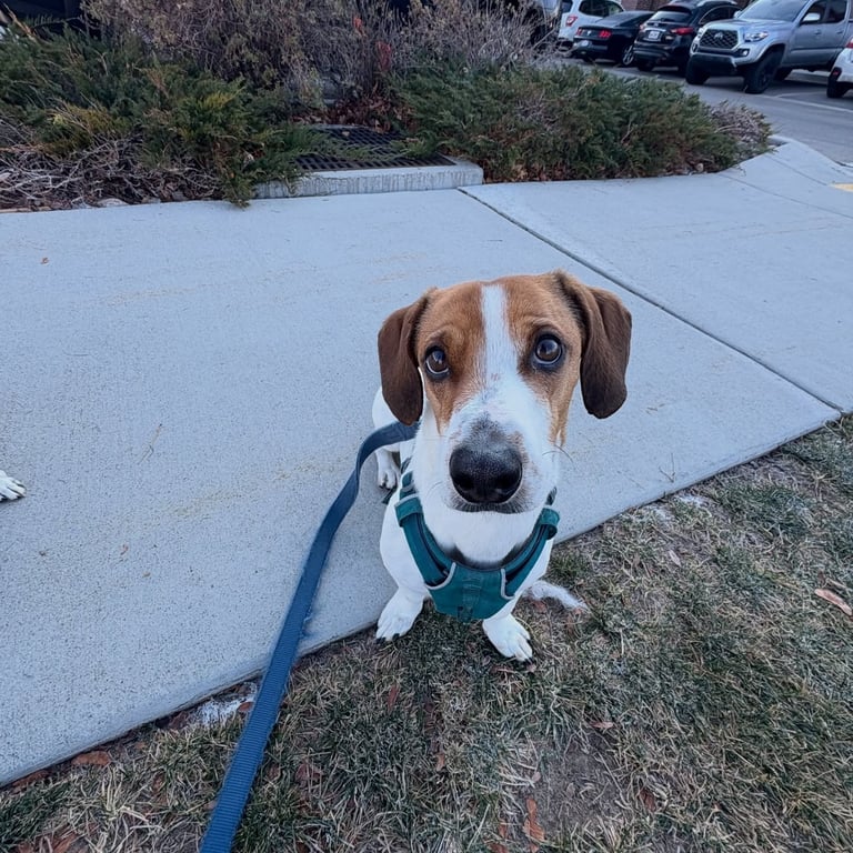 Small dog on leash during professional dog walk in Salt Lake City