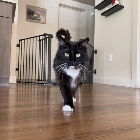Black and white cat receiving in-home care from Walks With Love