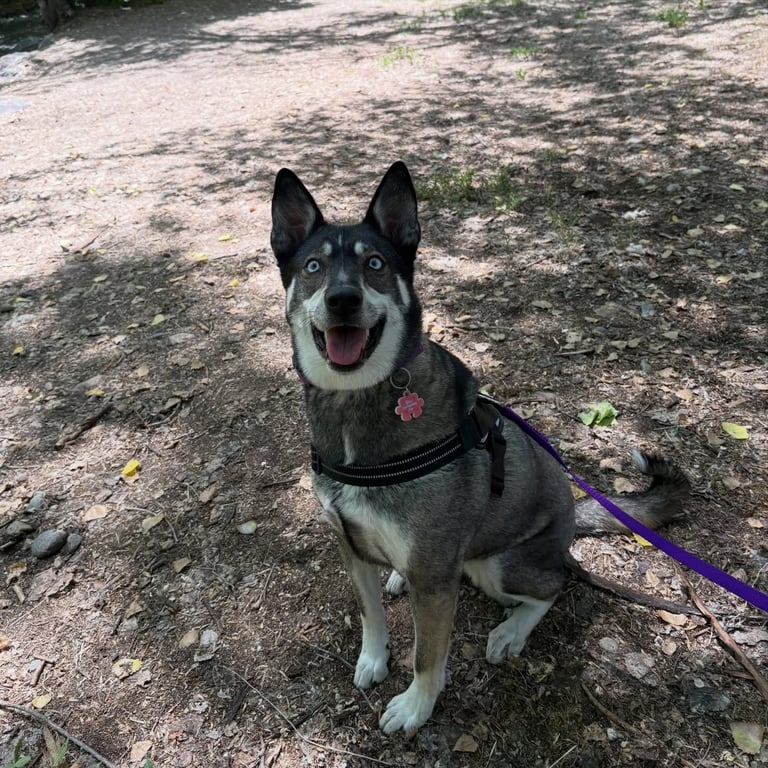 Happy husky on leash during dog walking service in Sandy Utah