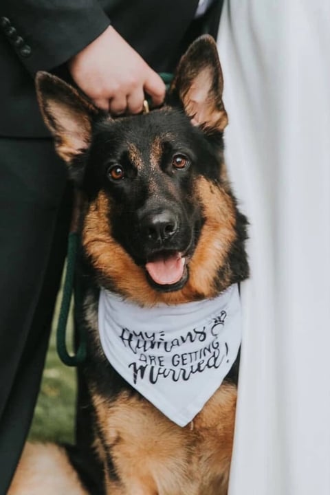 Wedding pet attendant walking dog down the aisle in Utah