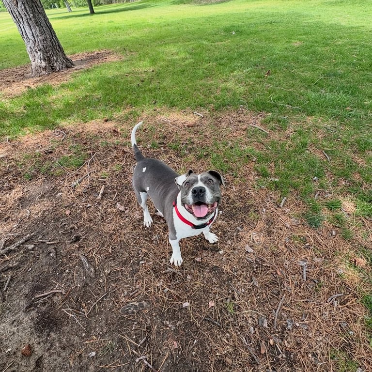 Happy dog receiving pet sitting care in Sandy Utah
