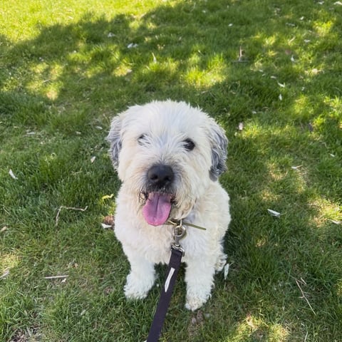 Happy small dog on leash during Walks With Love dog sitting visit in Sandy Utah