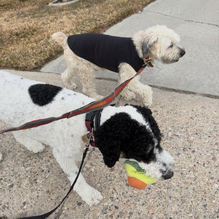 Two dogs walking together during professional dog walking service in Salt Lake City