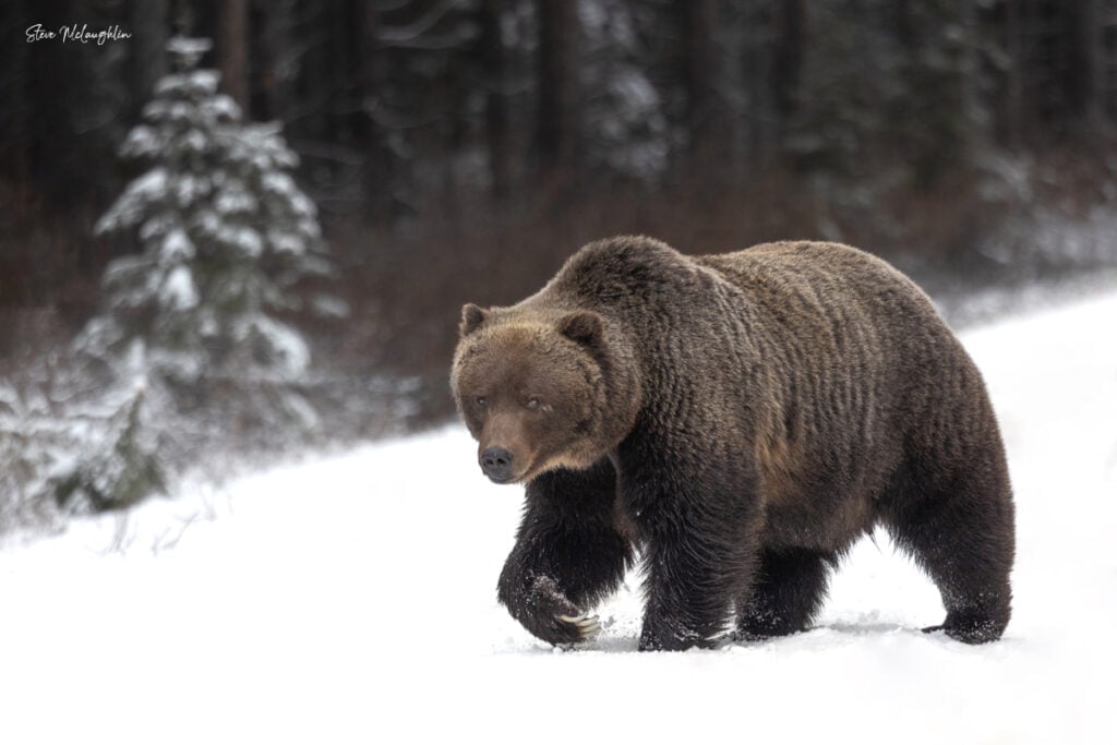 A large brown bear walking through deep snow with evergreen trees in the background
