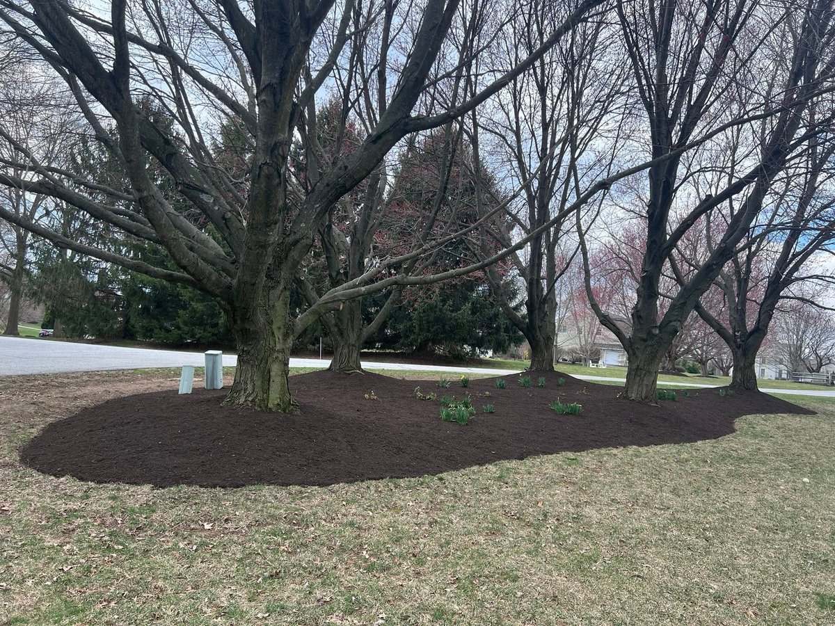 A landscaped garden bed with dark mulch beneath bare winter trees and evergreen shrubs on a grassy lawn.