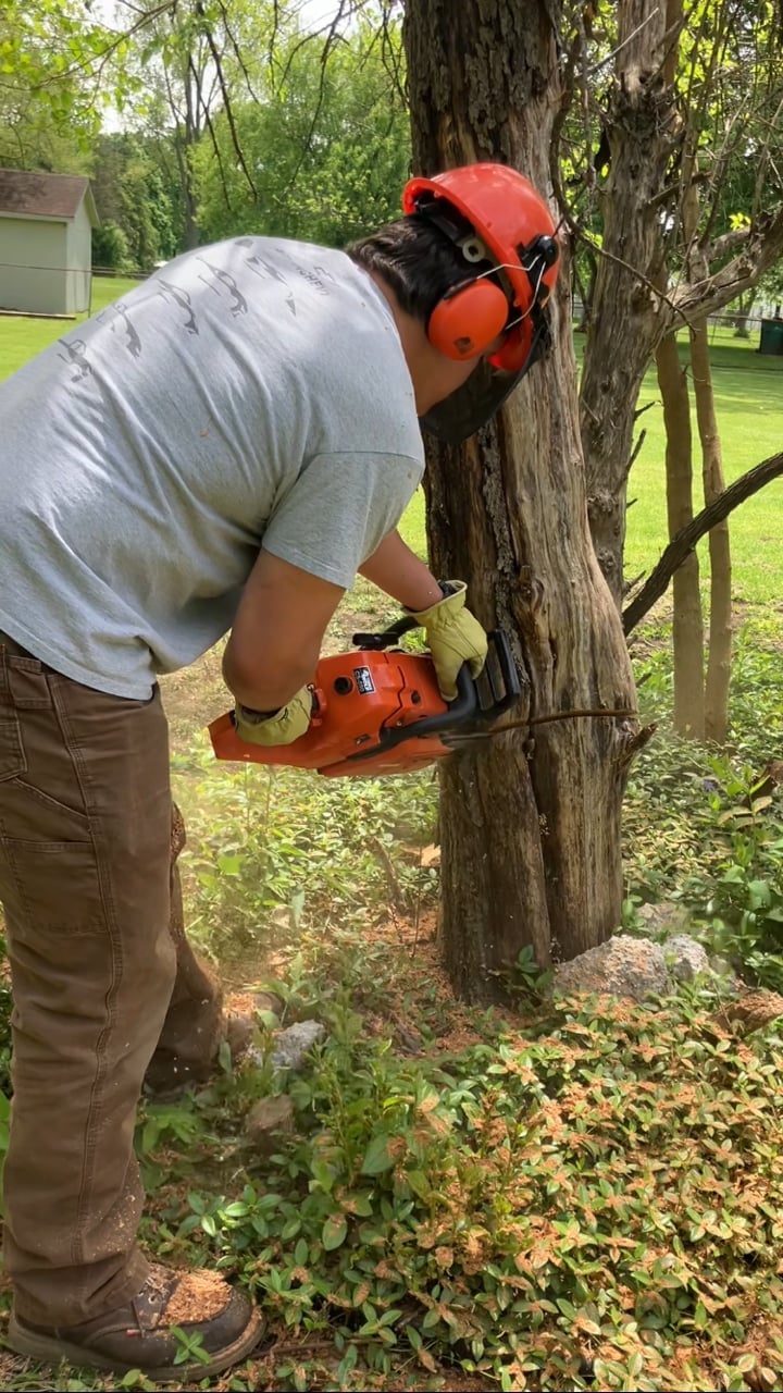 Person wearing red safety helmet and ear protection using chainsaw to trim a tree trunk in a grassy yard