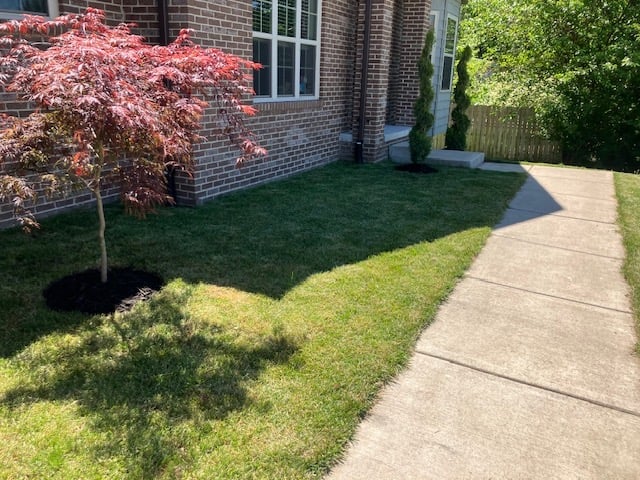 Red Japanese maple tree in front yard with brick house, green lawn, and concrete sidewalk