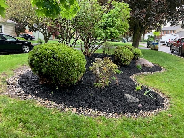 Residential front yard with rounded green shrubs in black mulch bed surrounded by lawn and trees