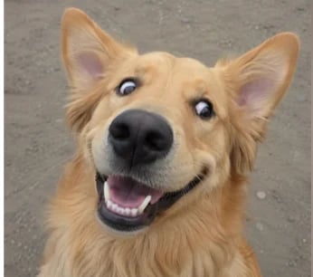 A happy golden retriever with mouth open in a smile, looking directly at camera