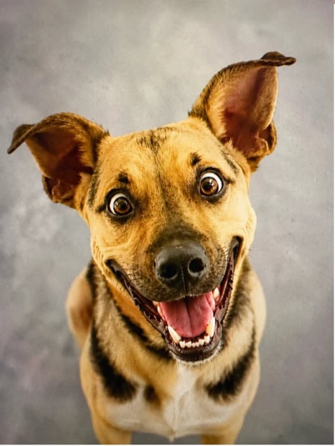 Tan and brown dog with wide eyes and open mouth smiling at camera against gray background
