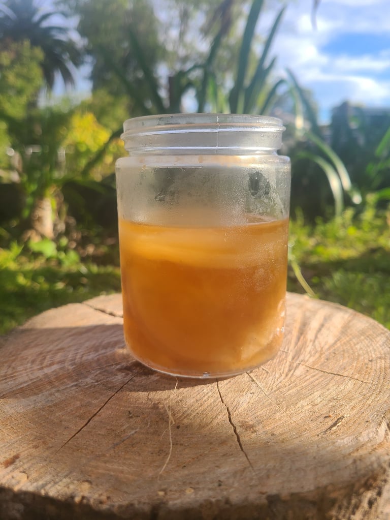 Glass jar of amber-coloured Jun kombucha with a scoby on a wooden tree stump, tropical garden with palm trees and blue sky in background