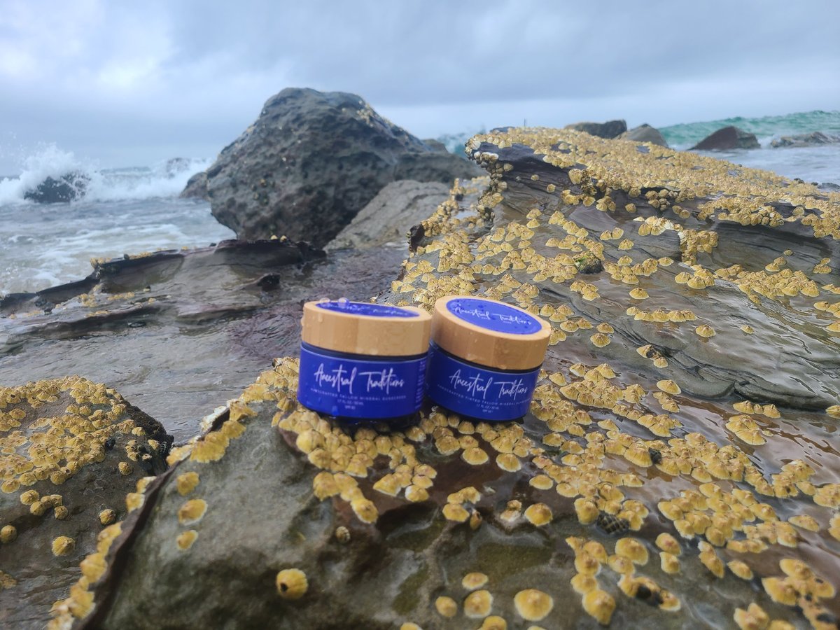 Two blue jars of Ancestral Traditions Tallow Zinc Balm displayed on rocky coastal terrain covered in yellow barnacles, with ocean waves in the background