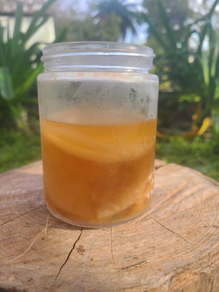 Glass jar of amber-coloured sugar kombucha with a scoby on a wooden tree stump, lush tropical foliage in the background