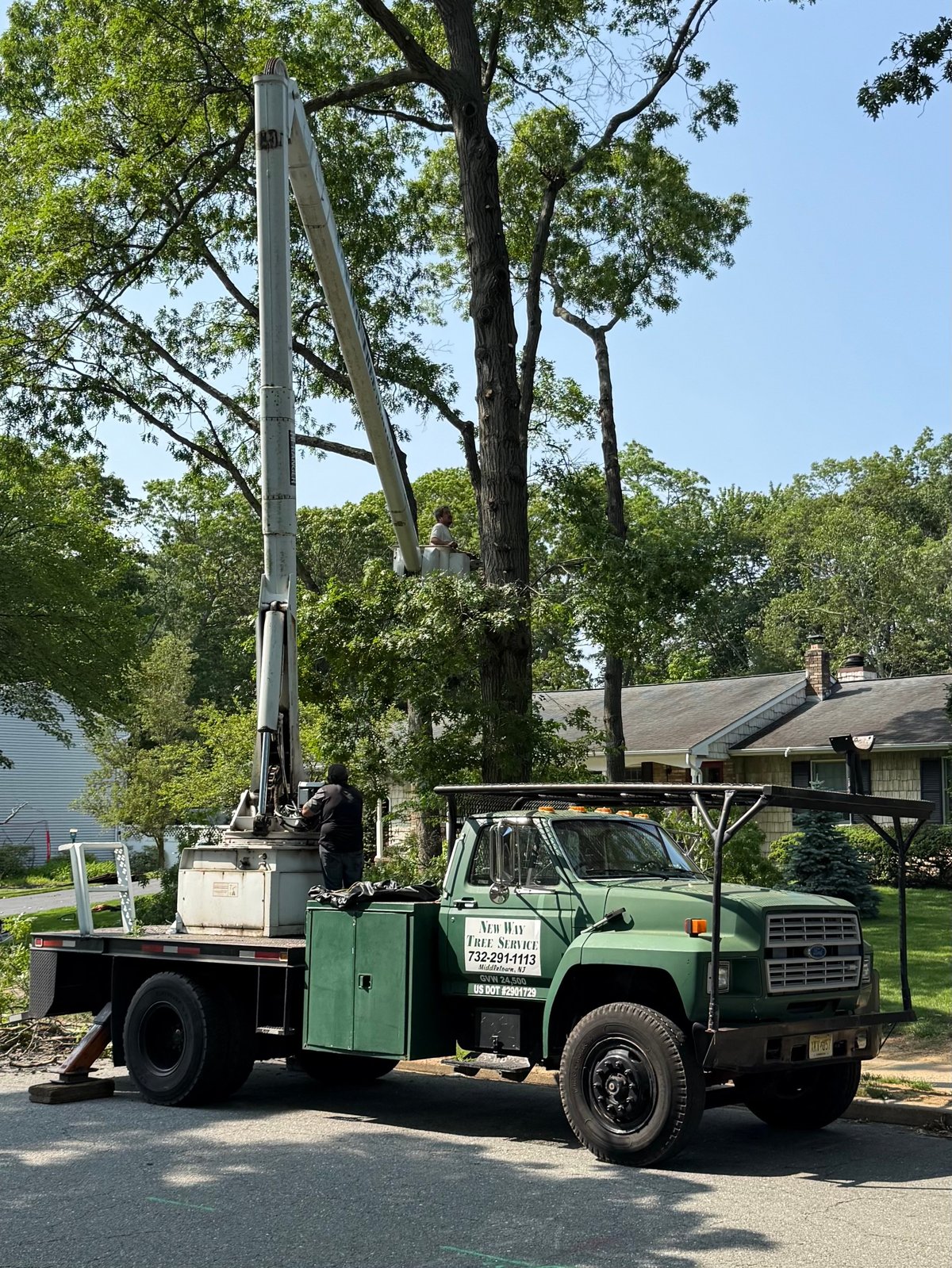 Tree trimming and pruning service
