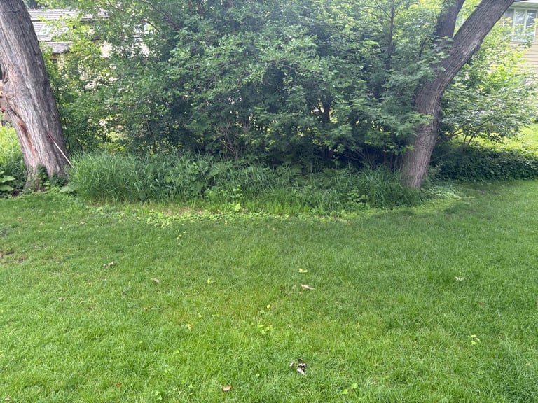 Lush green lawn with mature trees and dense foliage in background on a sunny day — before renovation
