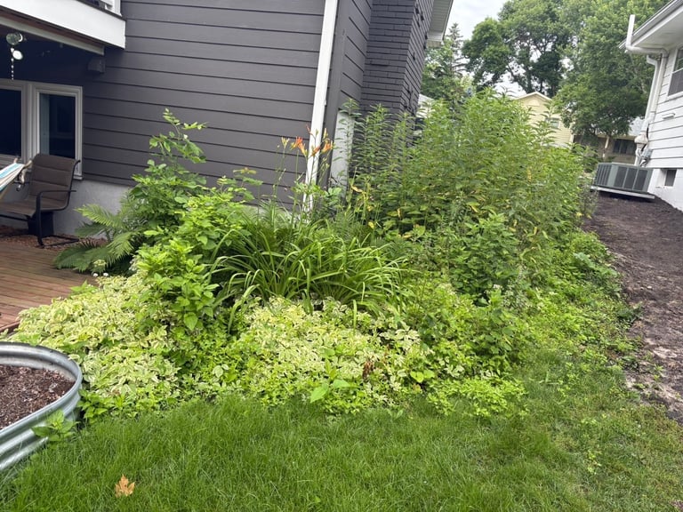 Overgrown backyard with dense green vegetation and shrubs near residential houses with wooden decking — before renovation