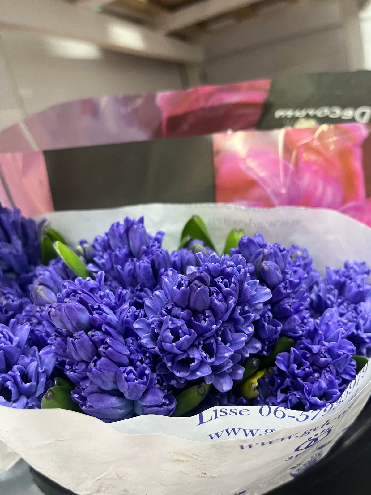 Bouquet of vibrant purple hyacinths with green stems wrapped in white paper in an indoor setting