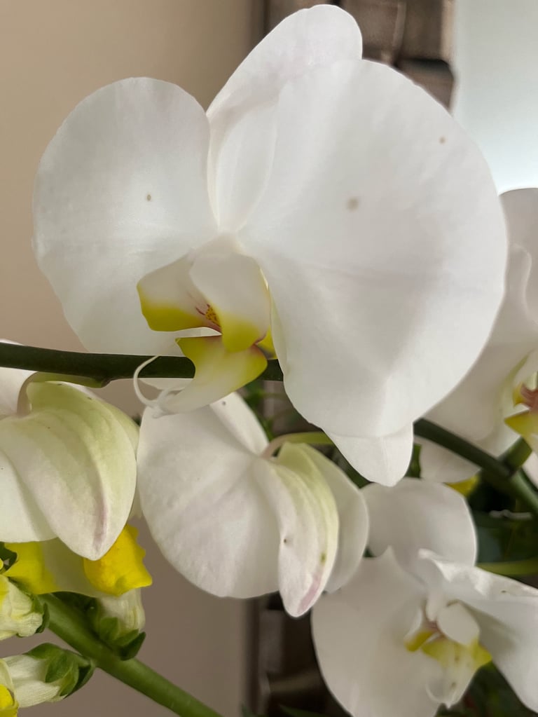 White orchid flowers with yellow centers blooming on green stems indoors