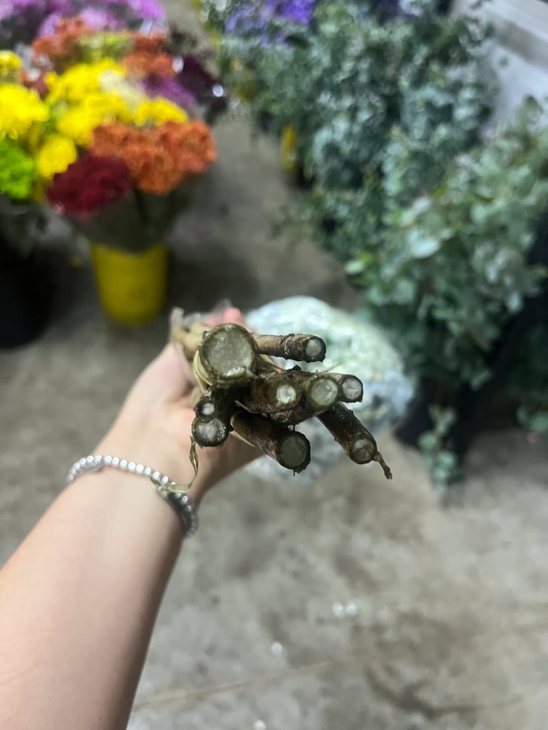 Person holding muddy plant roots in hand with colorful flowers and potted plants blurred in background