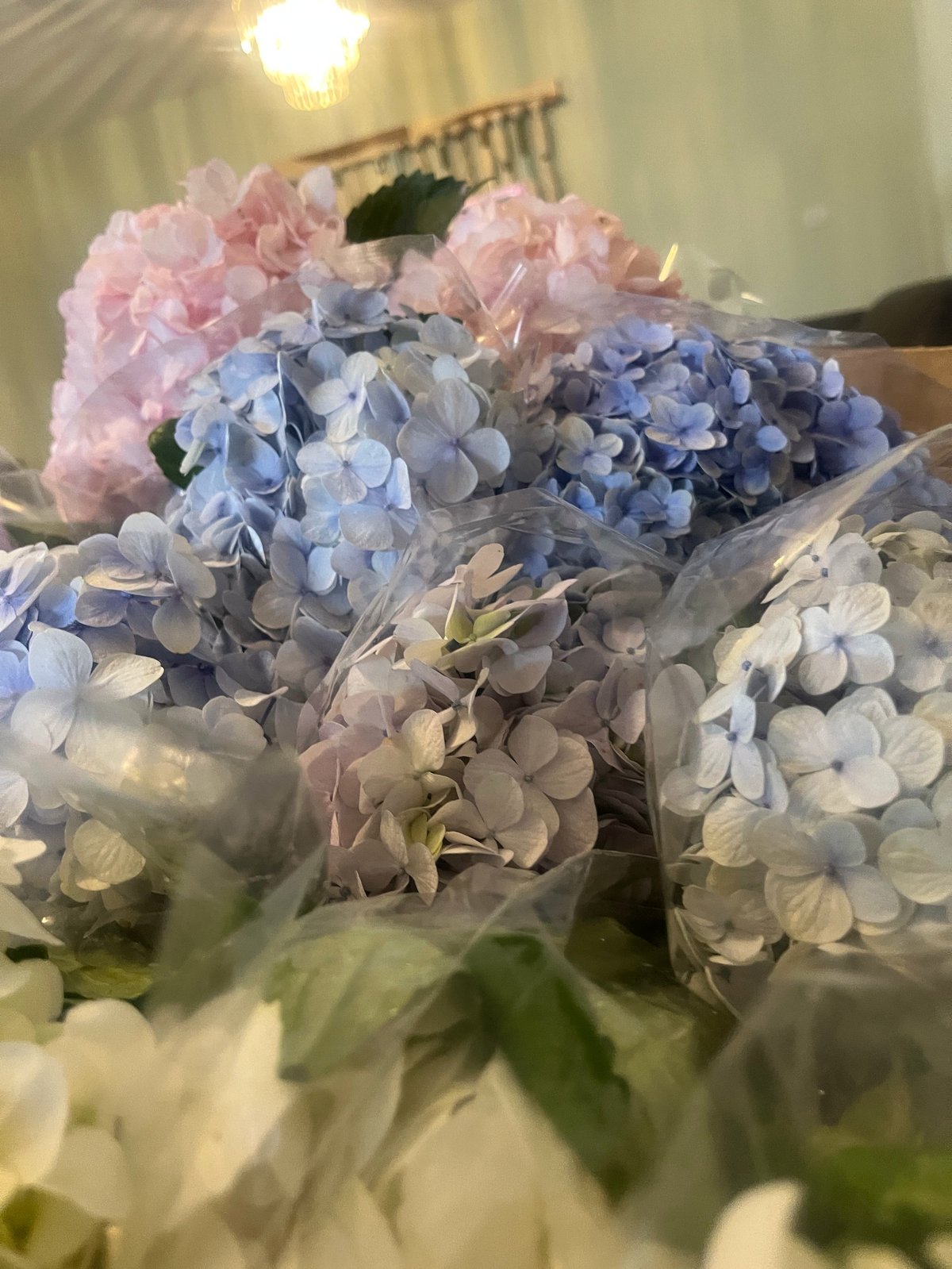 Bouquet of hydrangeas in pink, blue, and white colors arranged indoors under warm lighting