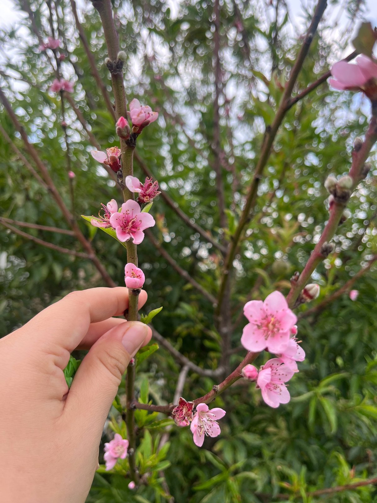 Person holding a branch of delicate pink blossoms with blooming and unopened buds against a blurred green tree canopy background