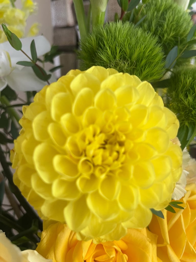 Close-up of a bright yellow dahlia flower with layered petals, surrounded by green foliage and other yellow blooms