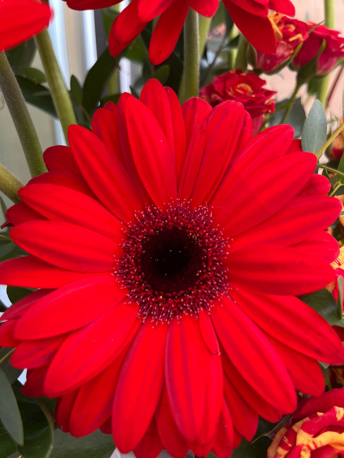 Close-up of a vibrant red Gerbera daisy with dark center surrounded by green stems and blurred red flowers in background