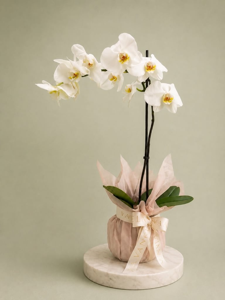 Orquídea sencilla