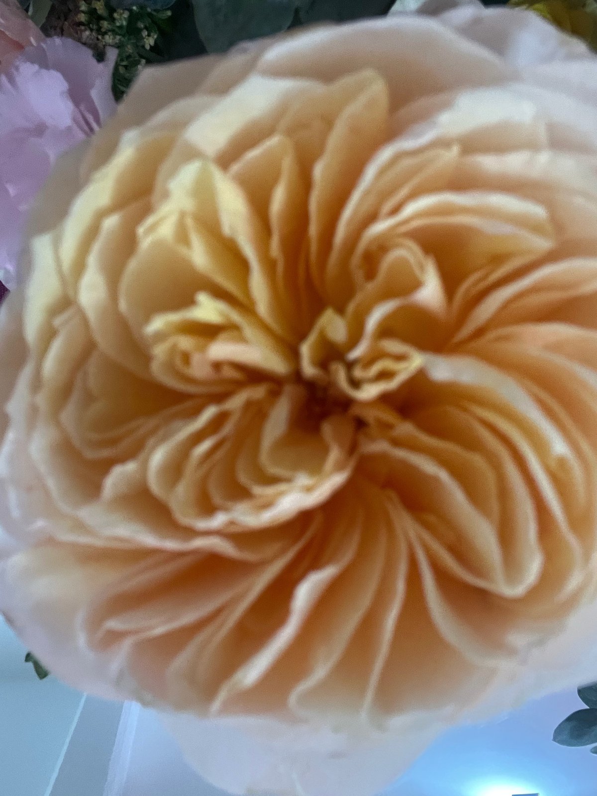 Close-up of a full peach-colored rose with layered ruffled petals and a purple flower visible in the background