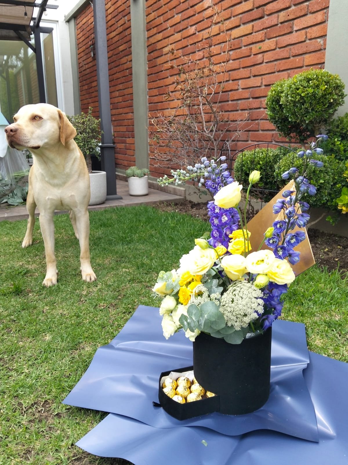 Cream-colored dog standing on grass beside a floral arrangement with yellow and blue flowers in a backyard patio setting.