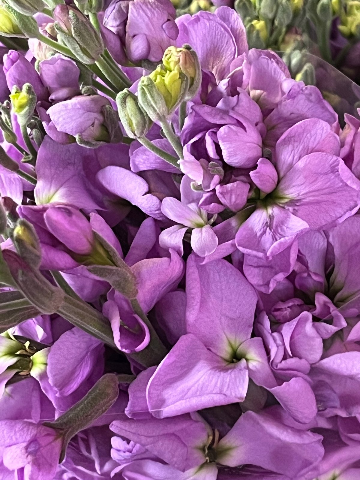 Close-up of vibrant purple flowers with yellow-green buds and green stems, tightly clustered together
