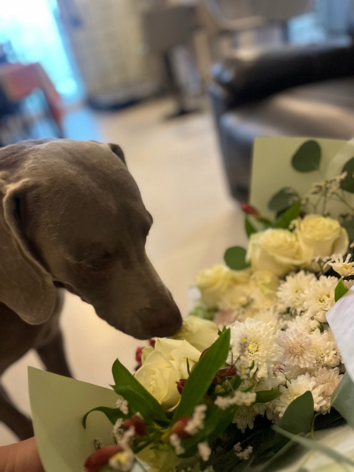 Dog smelling a bouquet of yellow and white flowers with green leaves indoors