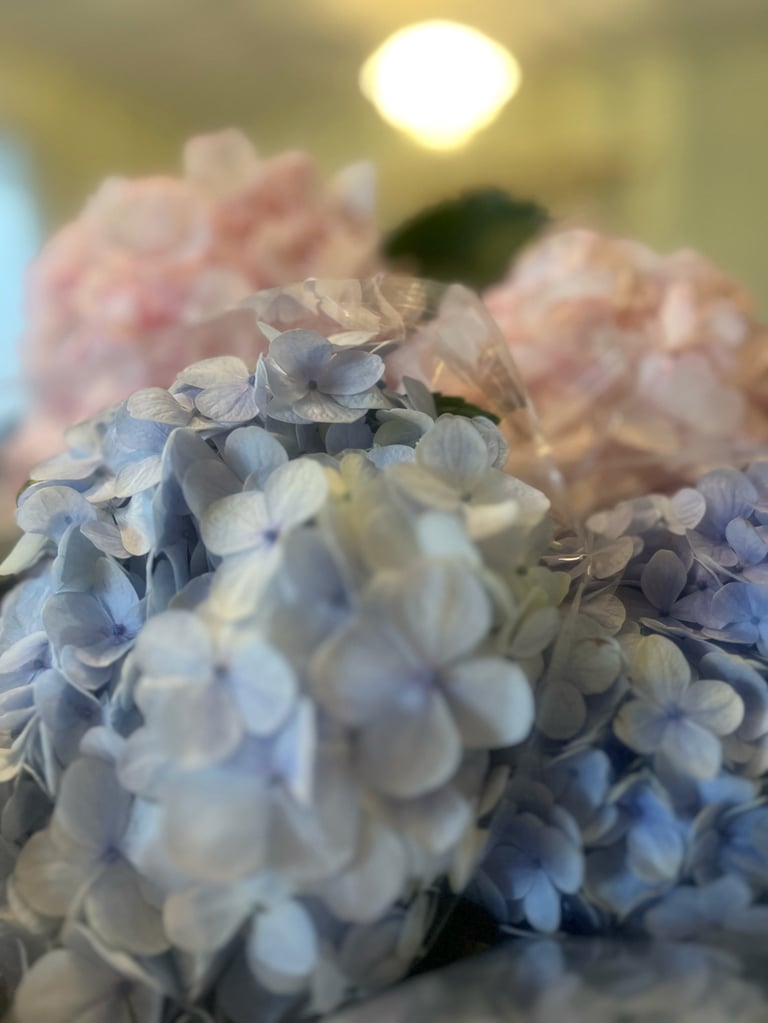 Close-up of blue and white hydrangea flowers with a bumblebee on the blooms, soft sunlight in background