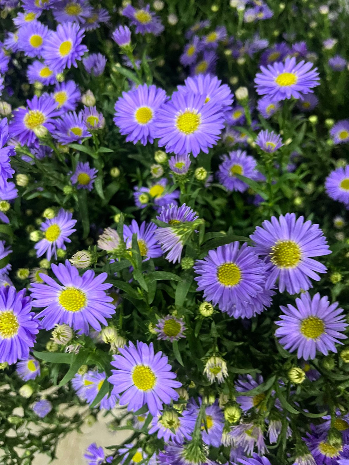 Cluster of vibrant purple and yellow asters in full bloom with green foliage and unopened buds